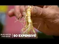Why Wild Ginseng Is So Expensive | So Expensive | Business Insider