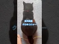 Download Lagu ネコと子ネコとおじさん　我が家の日常シリーズ‼️足元当番クロネコニャー‼️ #shorts #cats #cat #保護猫 #猫のいる暮らし #クロネコニャー #赤ニャン