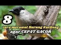 Download Lagu 8 cara merawat burung kutilang agar cepat gacor