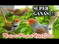 Download Lagu Masteran Prenjak Klawu Gacor VS Prenjak Lumut Gacor Dor..!!
