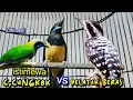 Download Lagu CUCAK CUNGKOK VS PELATUK BERAS || TEMBAKAN ISTIMEWA  KASAR TAJAM