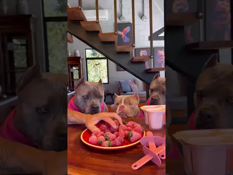 soy el perro campestre fresa más guapo? #viral #perros #perrofeliz #dúo