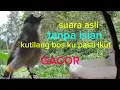 Download Lagu SUARA burung kutilang GACOR tanpa isian. Asli alam liarcocok buat masteran dan pancingan