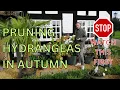 Pruning Hydrangeas in Autumn or Fall STOP WATCH THIS FIRST