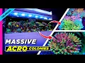 Discover one of Colorado s most impressive SPS reef stores