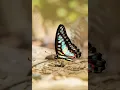 Download Lagu Butterfly # sound