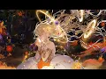 Download Lagu Nightcore - 【 Broken Heart of Gold - One Ok Rock 】