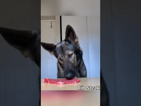 German Shepherd Food Review
