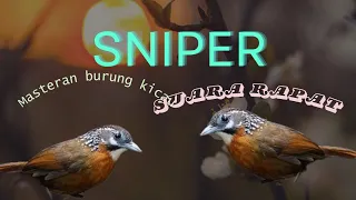 Download Sniper Masteran burung kicau jeda rapat...!! MP3