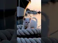 Download Lagu Snow White Kitten at the Italian Harbor 🇮🇹⛵ 🐈| Snow White the Traveling Kitten