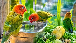 Colorful Parrots in a Beautiful Garden || Water and Peaceful Bird Life #lovebirds #parrots 