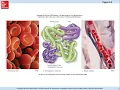 Human Biology Chapter 6 Blood