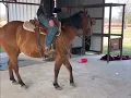 Platinum Equine Auction