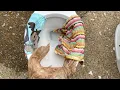 Brand new 2023 project source pro flush toilet performance tests
