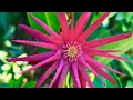 Illicium floridanum Florida Anise Tree Must see September 2021
