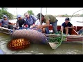 Jeremy Catches Pregnant Stingray Which Then Gives Birth STINGRAY River Monsters