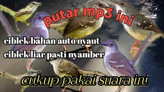 SUARA PIKAT CIBLEK, suara panggilan dan pancingan paling ampuh