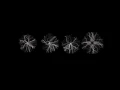 Microbial Scaffolding - Processing