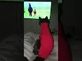 Black Panther watches TV, it's her friends the Friesian horses ❤