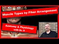 Muscle Types by Fiber Arrangement Anatomy and Physiology