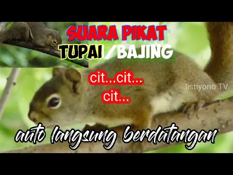 Download MP3 suara pikat TUPAI paling ampuh || langsung berdatangan