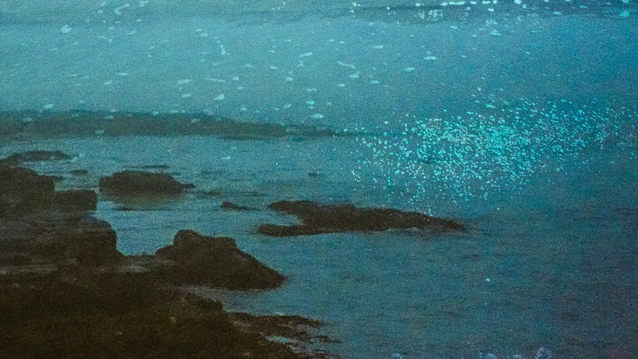 HarborLights "The Unbearable Lightness Of Being" HarborLights "The Unbearable Lightness Of Being"