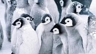 Avian Diversity