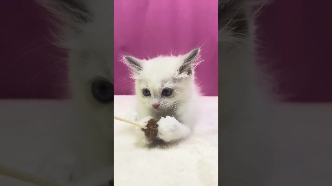 動画