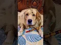 Download Lagu Shyam o nache rai o🧿❤️🥰 #dog #labrador #funny #song #music #love #trending #cute #pets #animals #fun