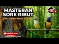 Download Lagu Masteran Ribut Sore Hari Kombinasi Suara Tajam Roll Speed Rapat Cucak Cungkok Gacor vs Cucak Jenggot