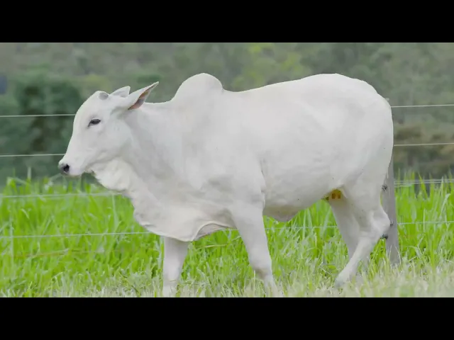 Novilha Nelore NJAS - 34