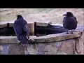 Young Black Currawong sounds and playing with an adult