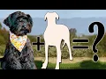 Schnauzer Mixes 9 Different Schnauzer Hybrids