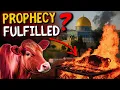 Download Lagu UPDATE Red Heifer Sacrifice in Israel: A Prophetic Step to the Third Temple