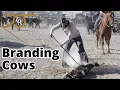 Branding Cattle and Cowboy Culture