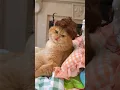 Download Lagu kucing bibir paling seksi 😄 #catlover #catvideos #shorts #short