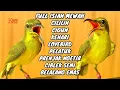 Download Lagu MATERI ISIAN MEWAH‼️ Masteran sogon full tembakan