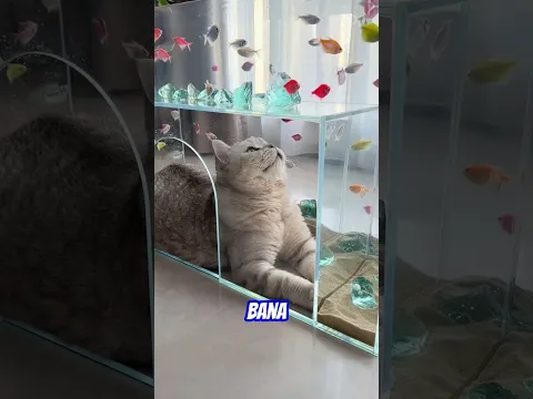 Kedinin Yeni Evi Akvaryum 😂😱