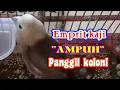 Download Lagu panggilan suara emprit kaji memanggil koloni langsung nyaut.