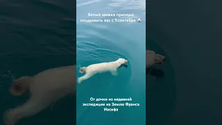 Белый медведь приплыл к людям