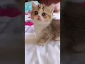 Download Lagu #mehka #mehka #yeh #smaa #kehne #lga #aa #pyar #kar #cute #cat #funny #reaction #romantic #whatsapp
