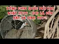 Download Lagu Tiếng Chim Quốc Mồi Hay Nhất 2025, Gọi là đến/ Bẫy là dính 100%