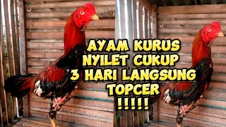 Download Luar Biasa Mengatasi Ayam Hobi Kurus/Nyilet 3 Hari Langsung Paten Tulangan Jadi Tebal MP3