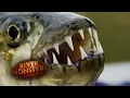 The Lethal Bite of a Tiger Fish TIGER FISH River Monsters