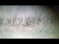 Download Lagu Mongolian Lark, Gun Galuut Nature Reserve, Mongolia, May 2024