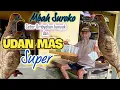 Download Lagu PERKUTUT LOKAL ‼️ UDAN MAS ‼️SUPER DARI MBAH SUROKO