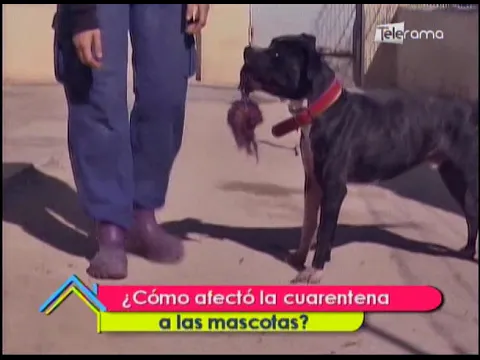 ¿Cómo afectó la cuarentena a las mascotas?
