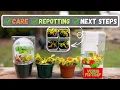 I Bought A Venus Fly Trap From Wal-Mart Lowes Home Depot On Impulse What Do I Do Now