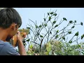 Download Lagu BERBURU 100 EKOR BURUNG PUNAI TIDUR‼️hunting wild green pigeons