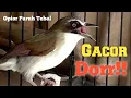 Download Lagu Suara Burung Opior Paruh Tebal Gacor / Cocok Buat Masteran / Murai Batu / Cucak Ijo / Kacer